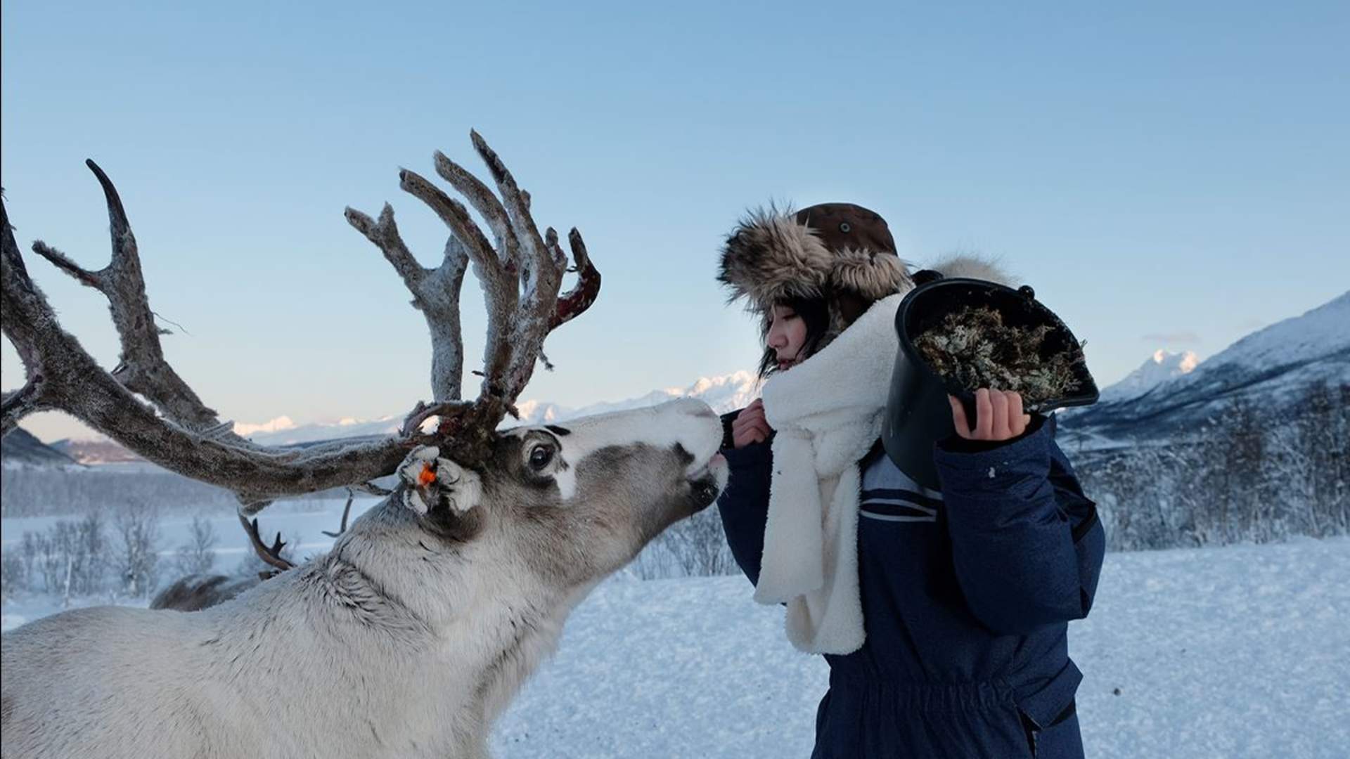 Reindeer Sledding and Sami Culture - 1pm departure