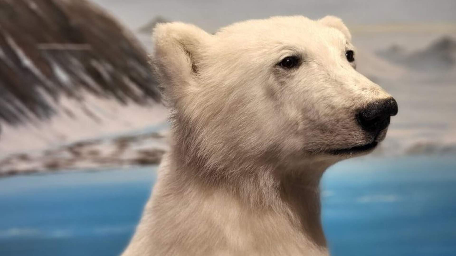 Introduction to Tromsø - Polar Bear Discovery