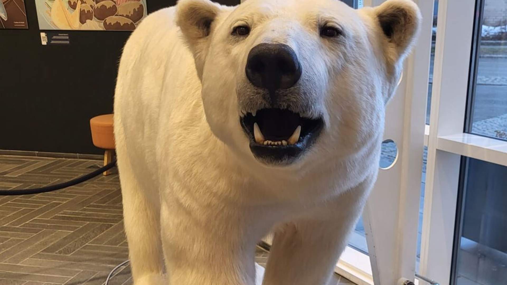 Introduction to Tromsø - Polar Bear Discovery