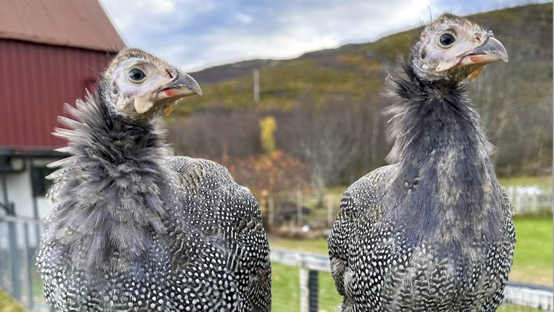 Bitteliten Gård &#8211; A peaceful island farm experience