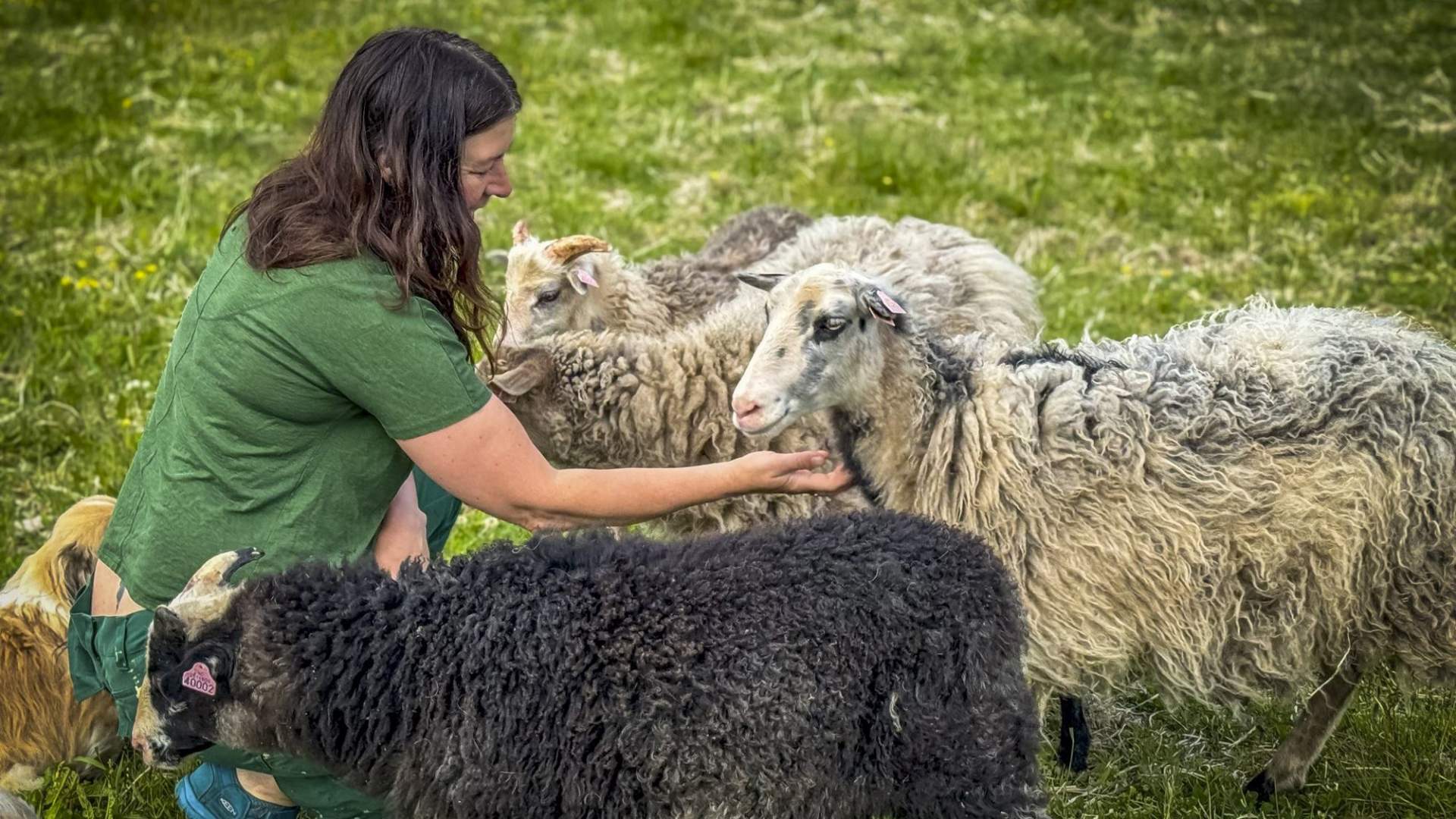 Bitteliten Gård &#8211; A peaceful island farm experience