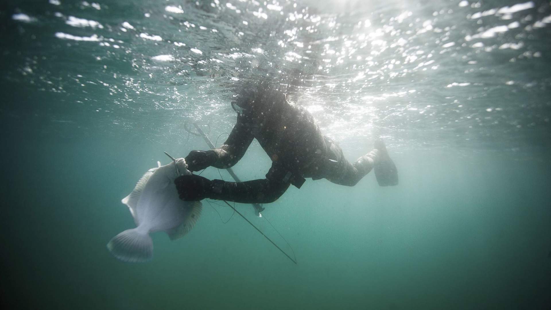 Freediving and kayaking in Træna - explore the underwater world