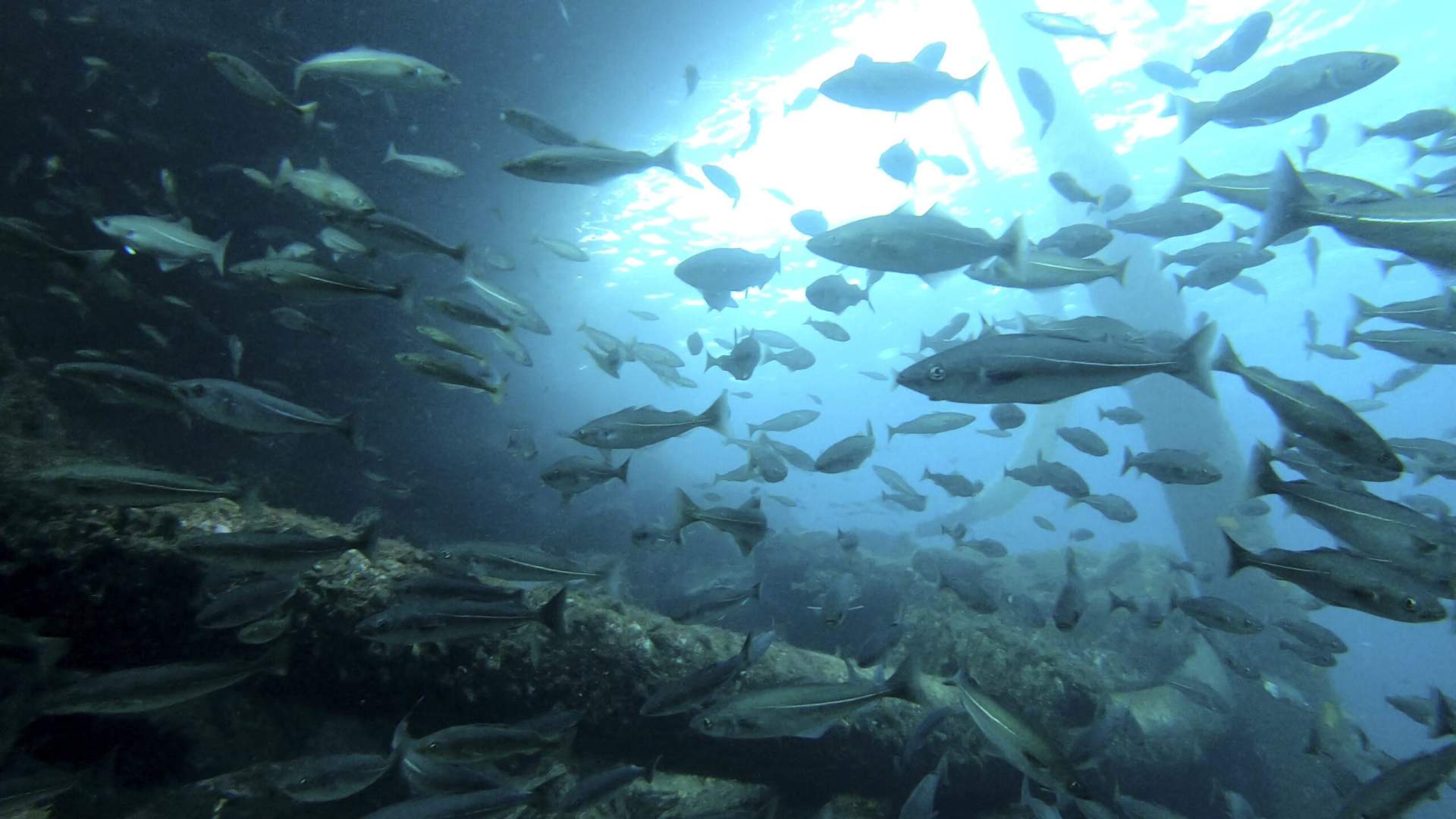 Freediving and kayaking in Træna - explore the underwater world
