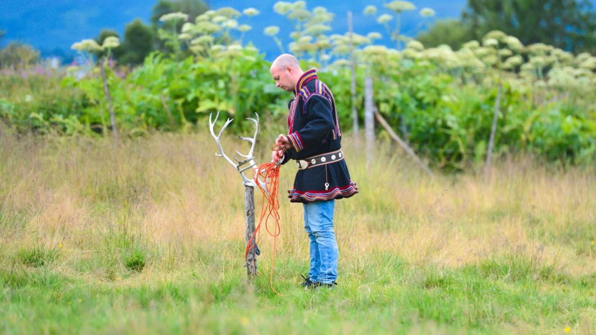 Reinsdyrmating og samisk kultur &#8211; Sommertur