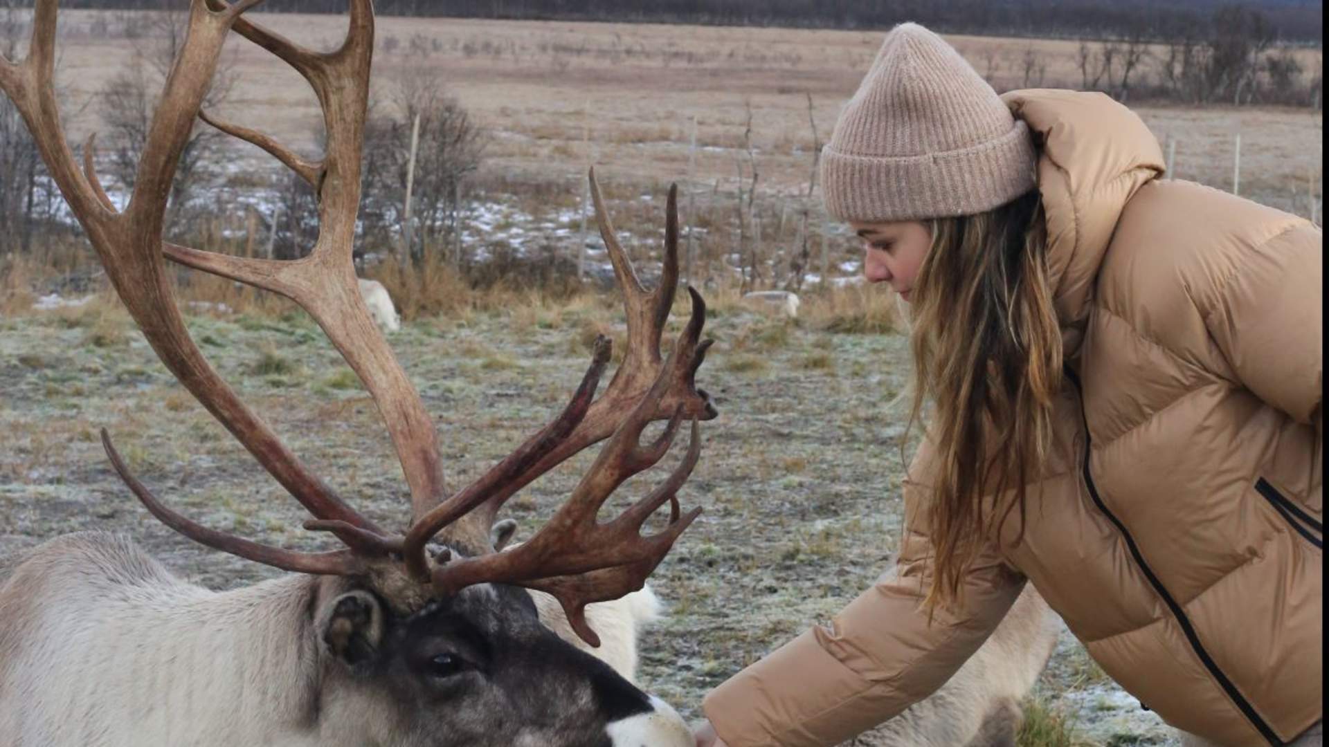 Reinsdyrmating og samisk kultur &#8211; Sommertur
