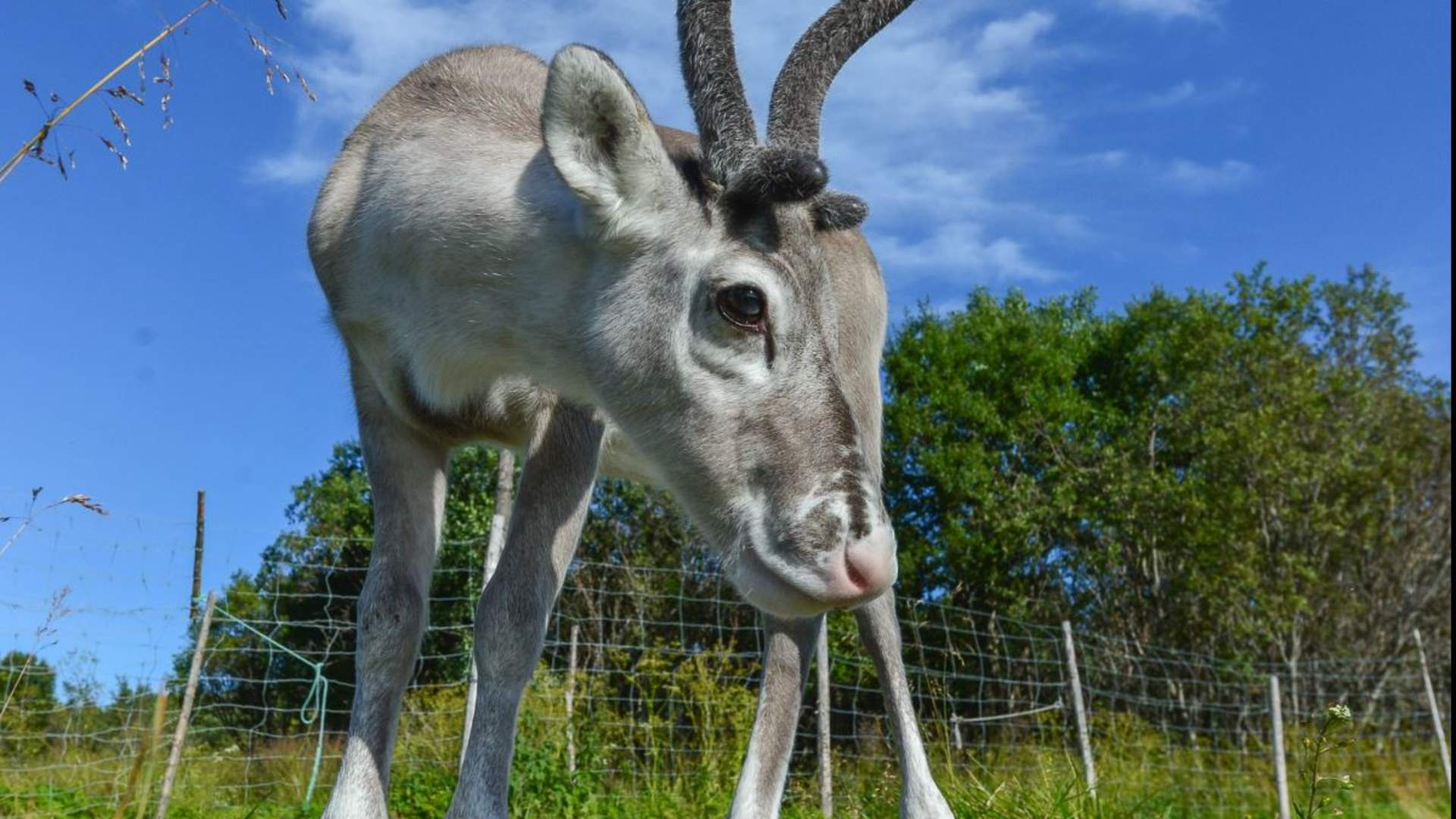 Reinsdyrmating og samisk kultur &#8211; Sommertur
