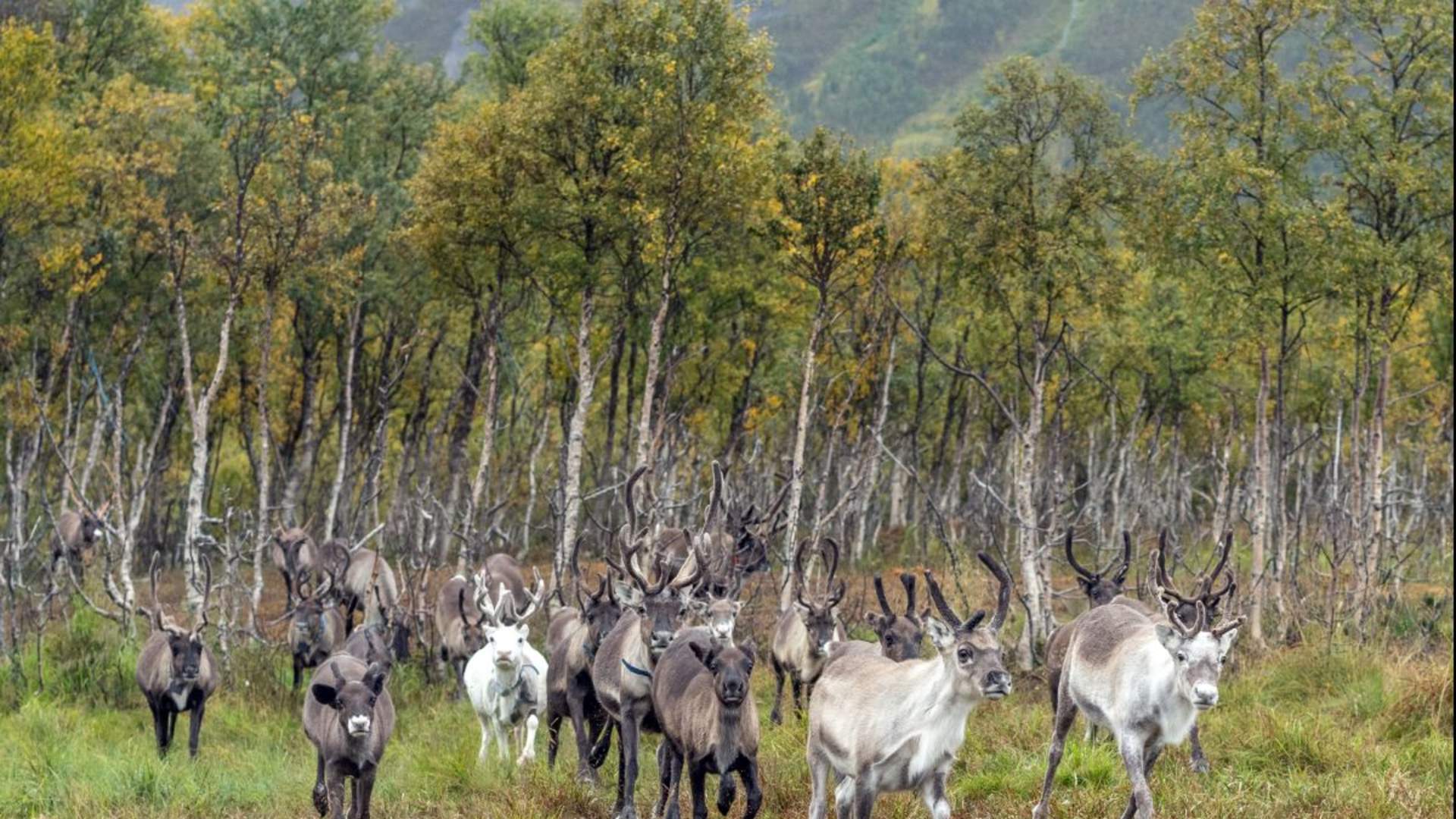 Reinsdyrmating og samisk kultur &#8211; Sommertur