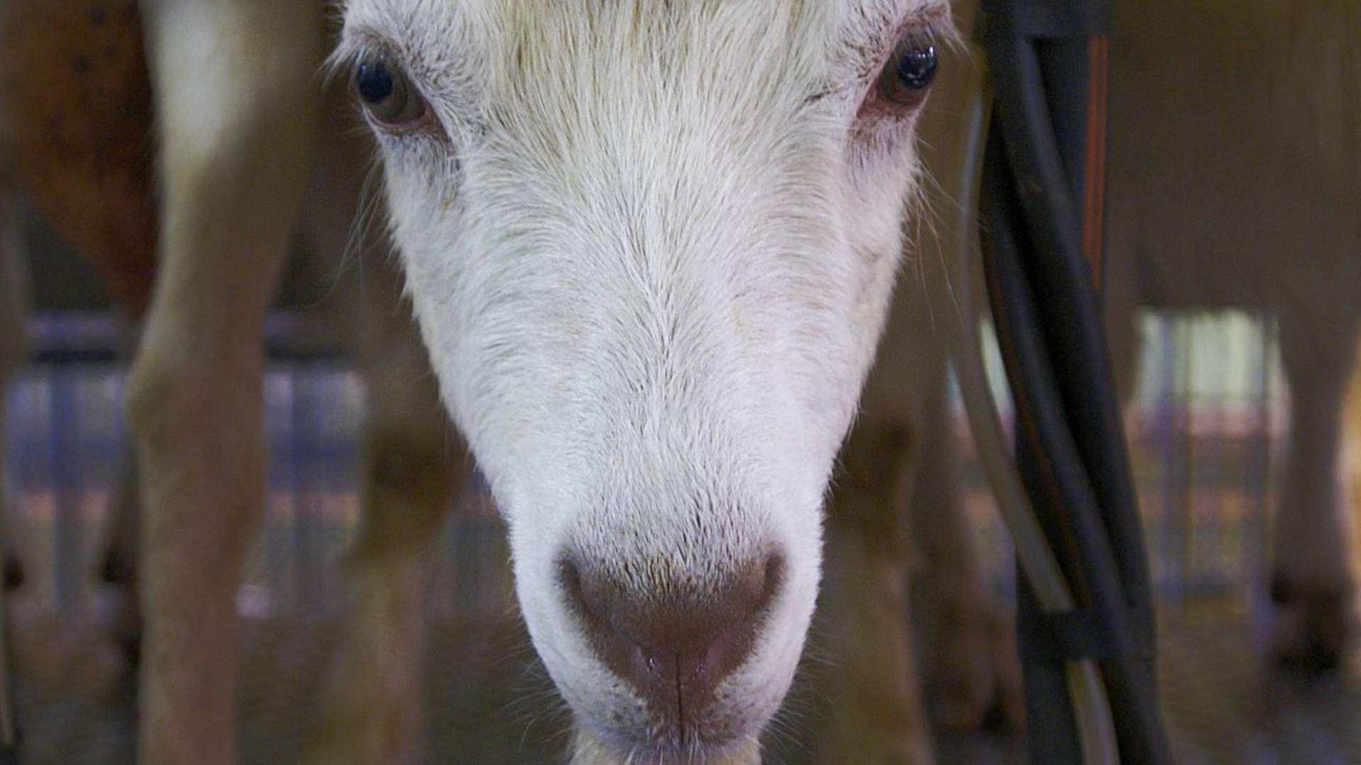 Make your organic cheese on a goat farm this summer in Lofoten!