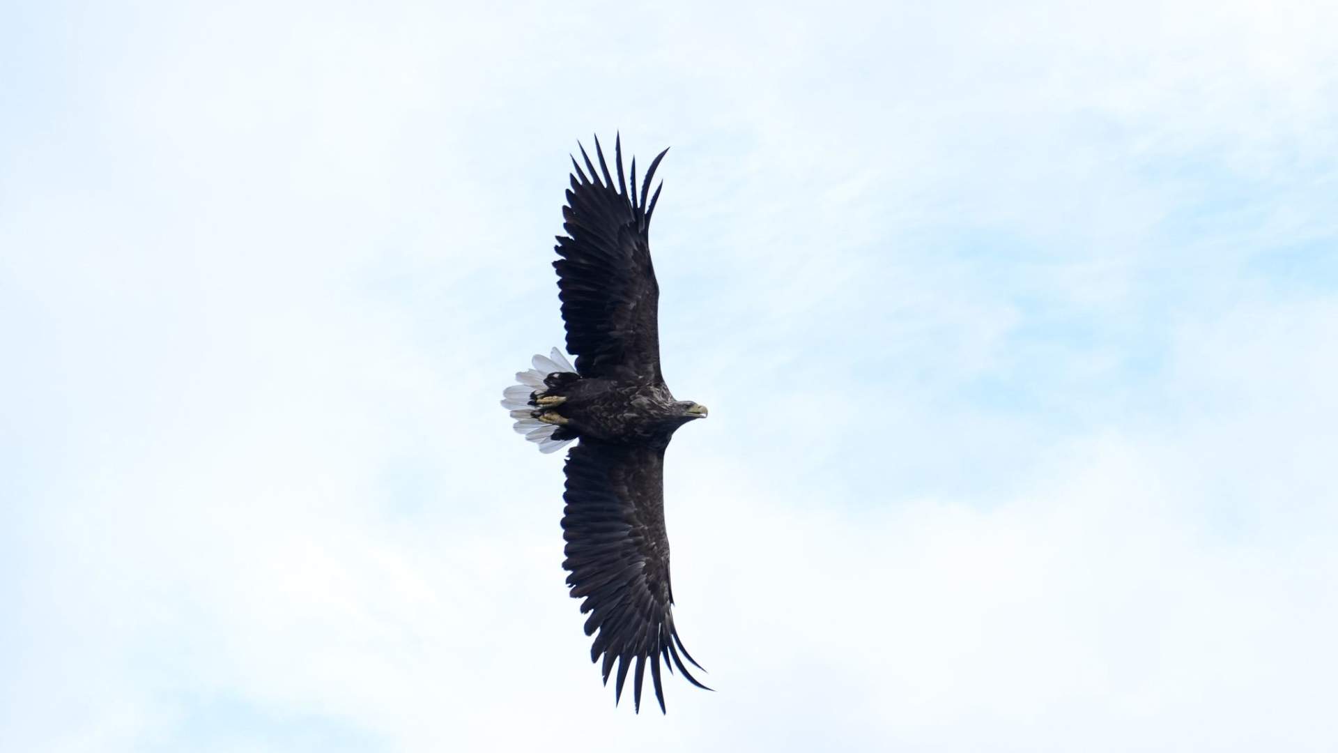 Lofoten Birding