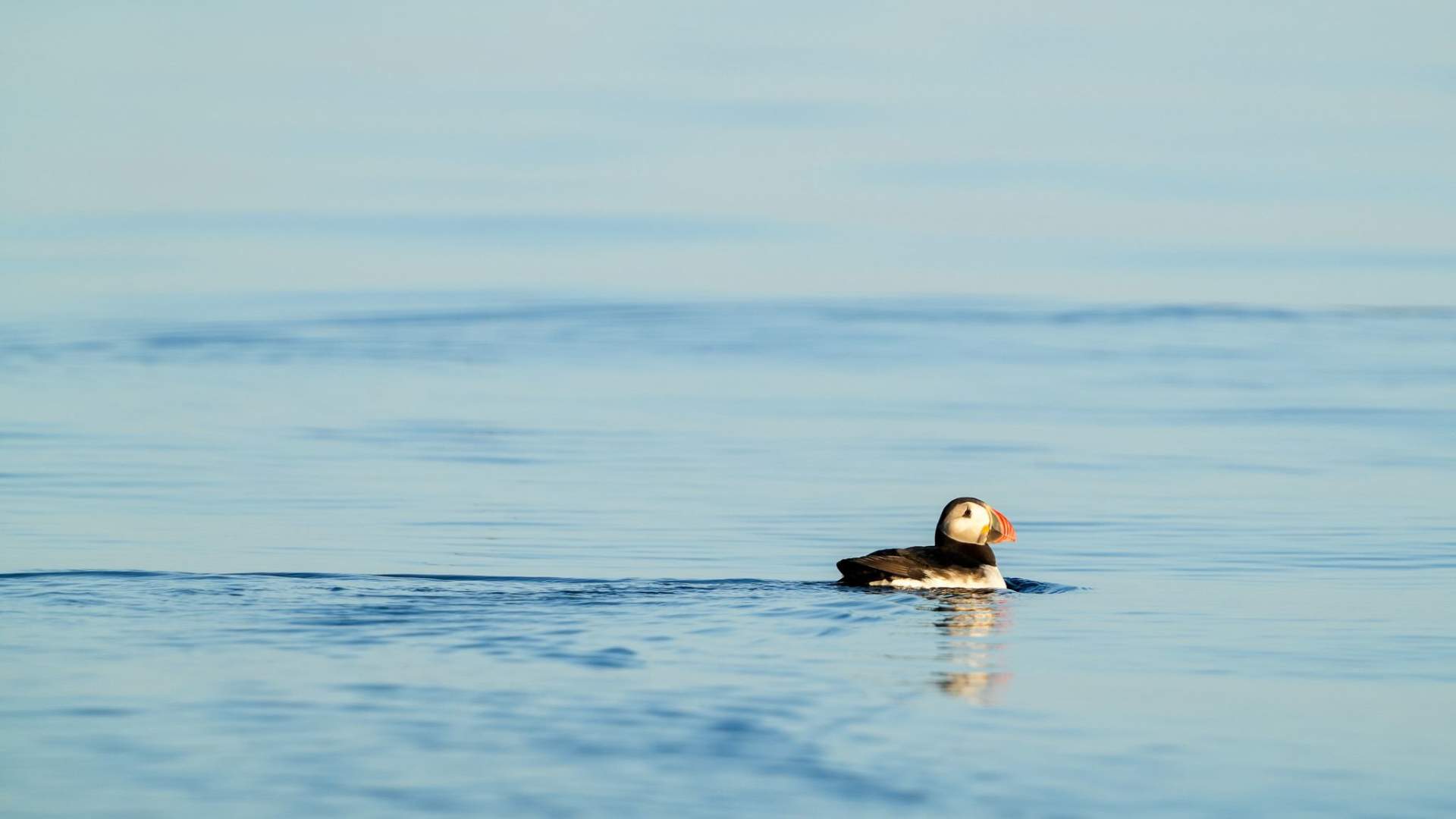 Lofoten Birding