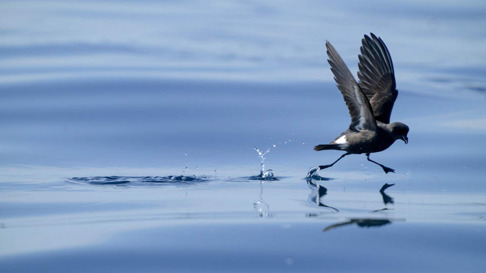 Lofoten Birding