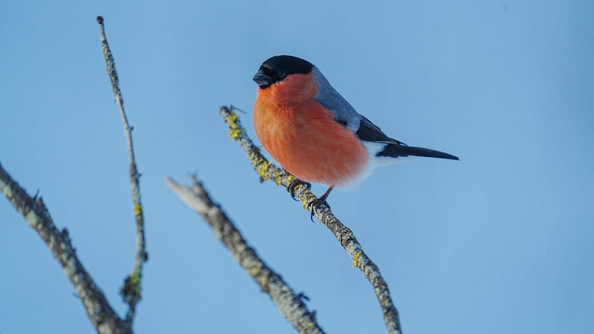 Lofoten Birding