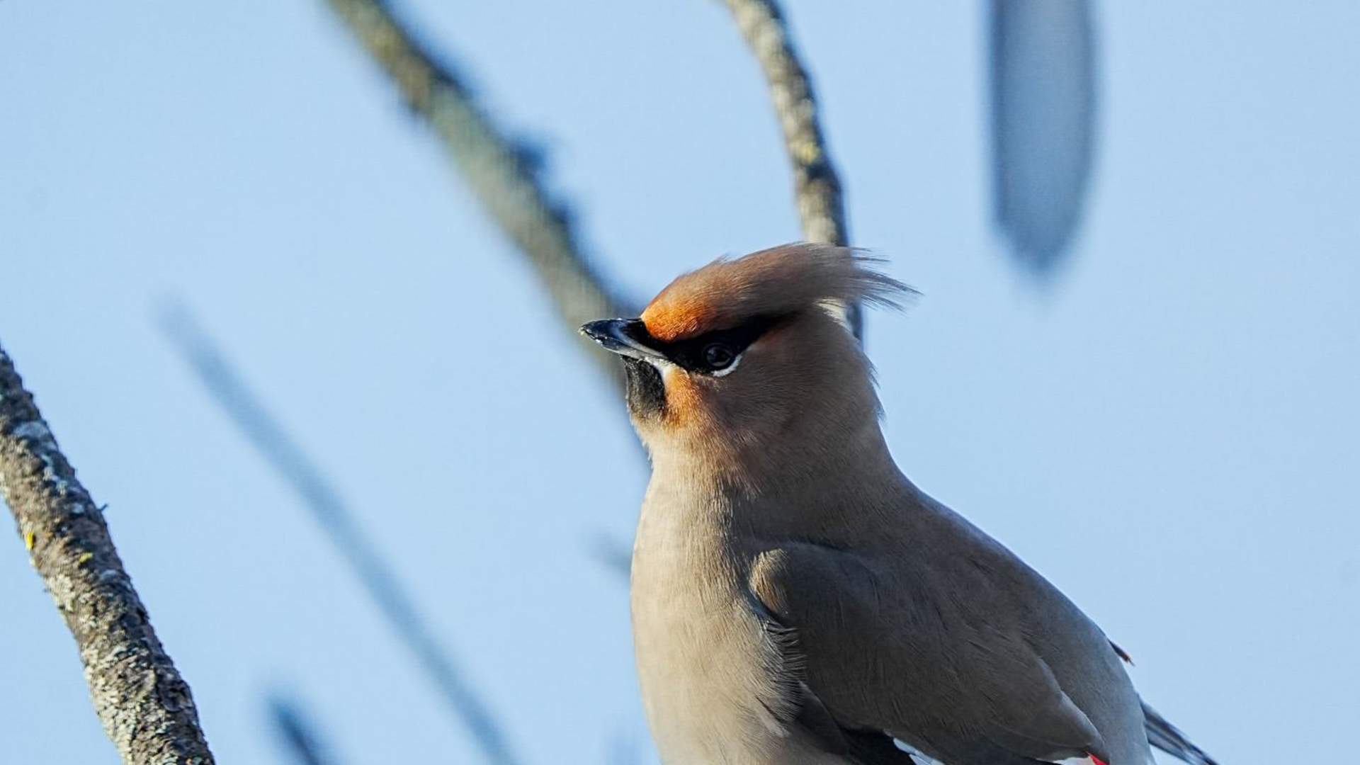 Lofoten Birding