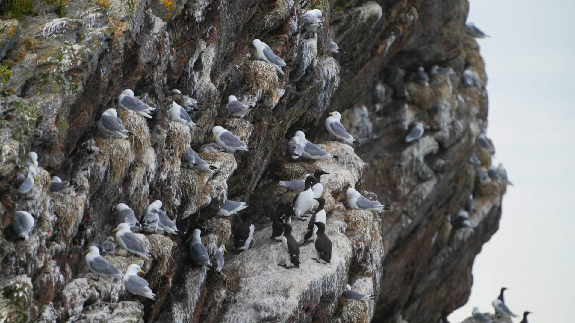 Lofoten Birding