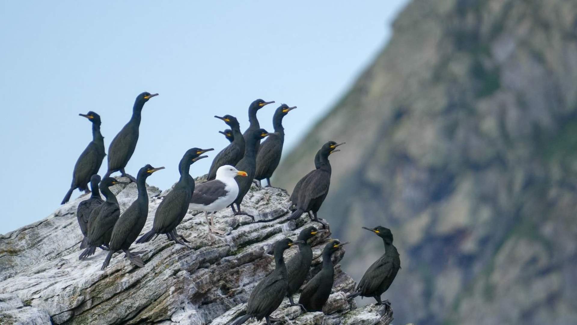 Lofoten Birding