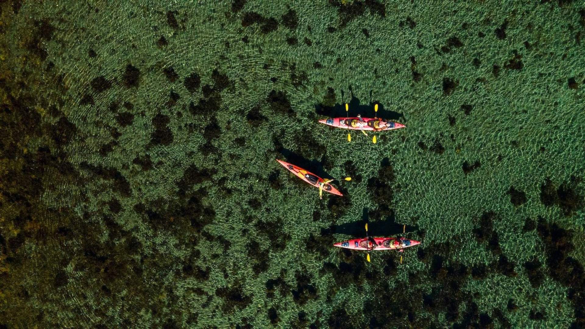 Explore Reinefjord by kayak (3h)