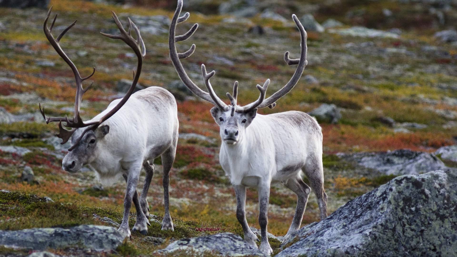Fjord Expedition Tromso &#8211; Arctic Adventure Awaits