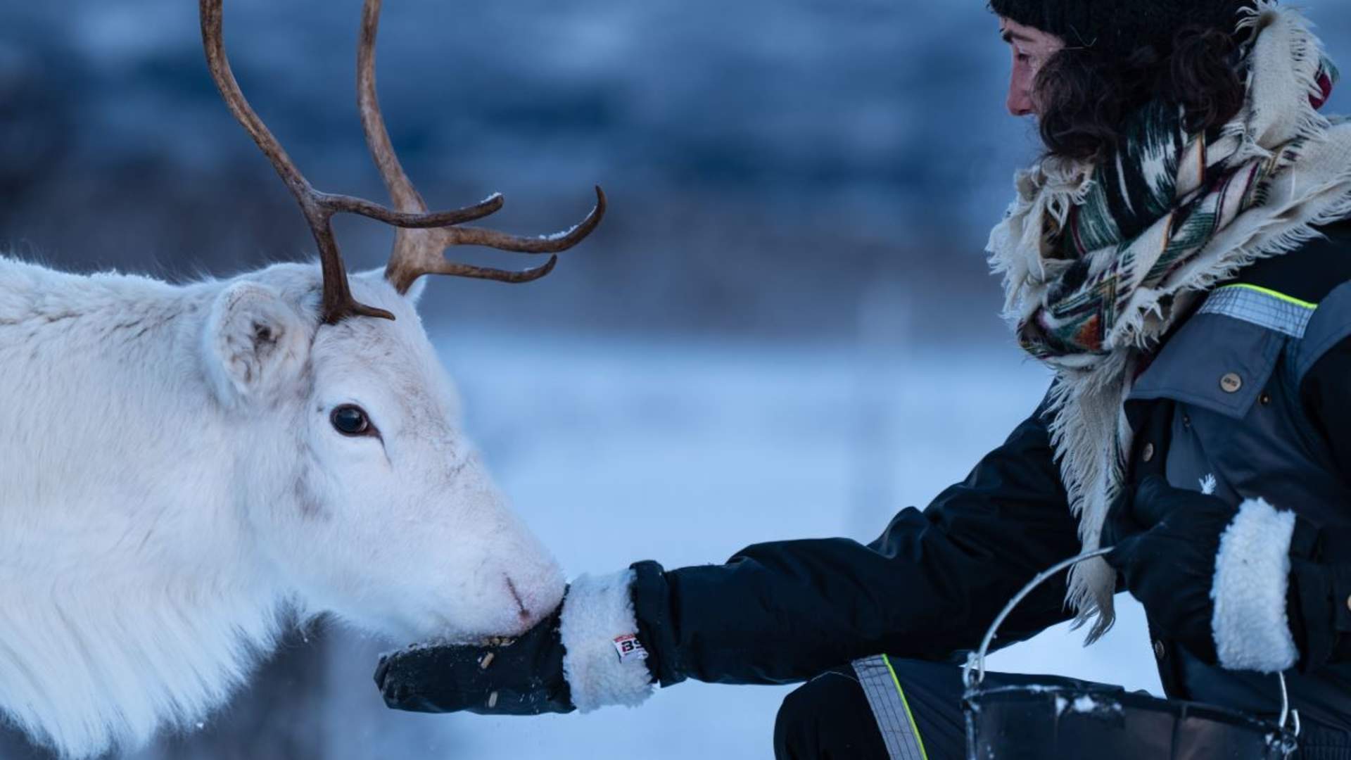 Reindeer Feeding and Sami Culture - 1pm departure