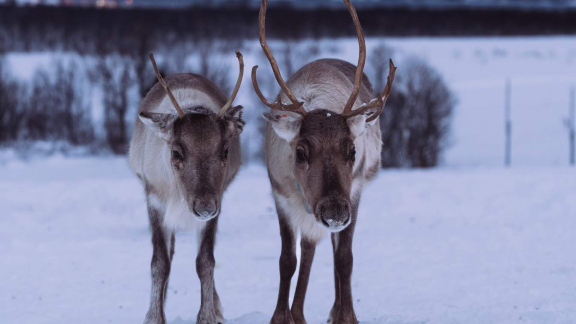 Reindeer Feeding and Sami Culture - 1pm departure