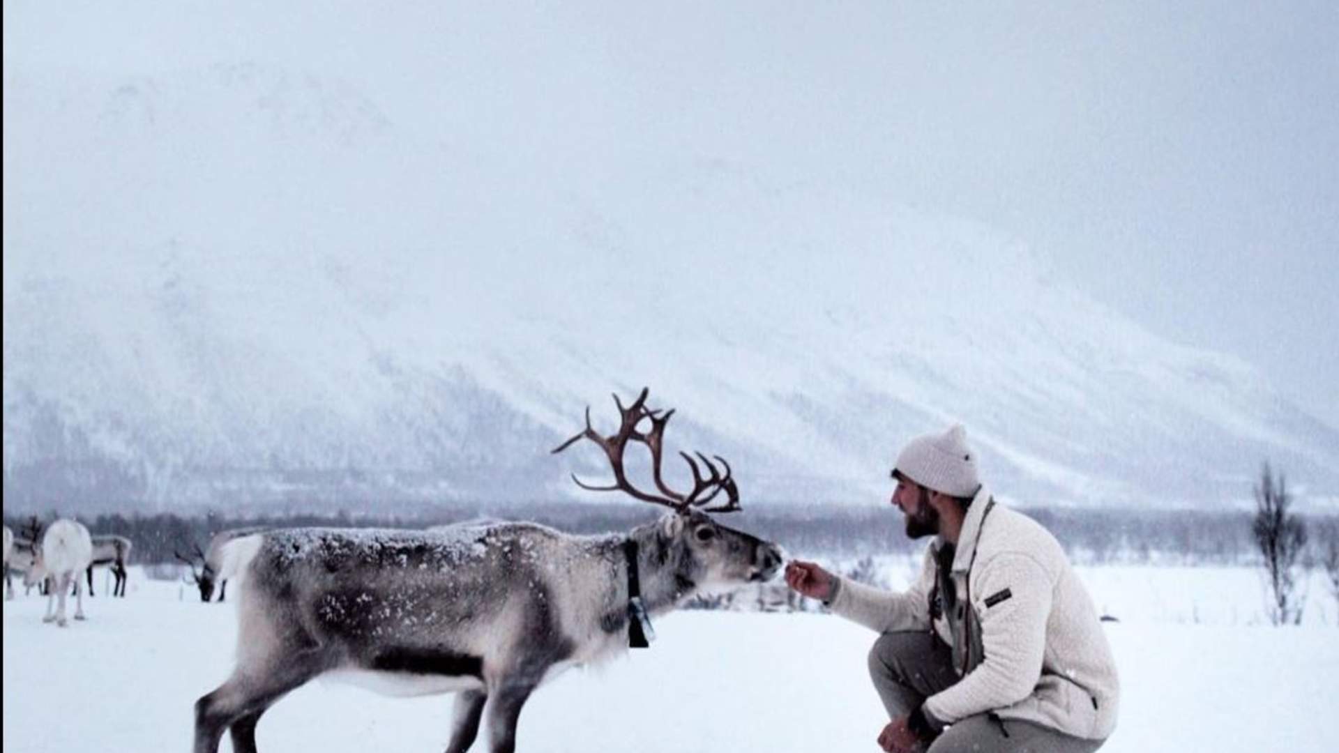 Reinsledekjøring med samisk kultur