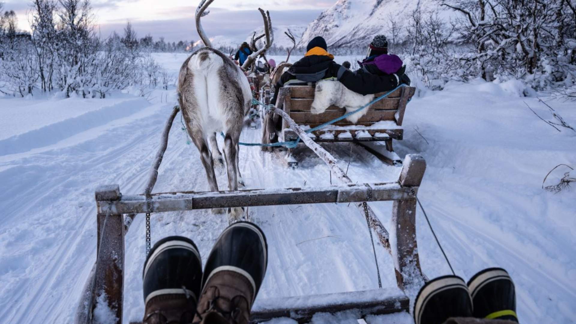 Reinsledekjøring med samisk kultur