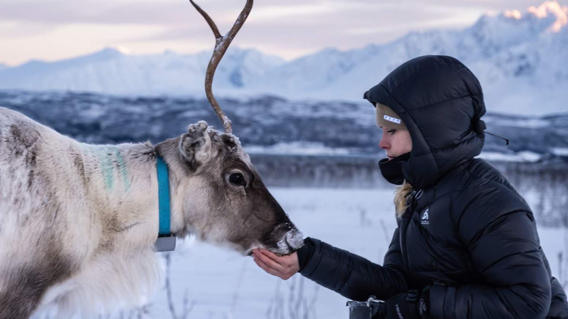 Reindeer Feeding and Sami Culture - 1pm departure
