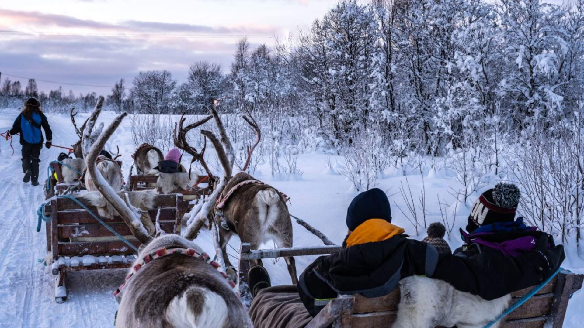 Reinsledekjøring med samisk kultur