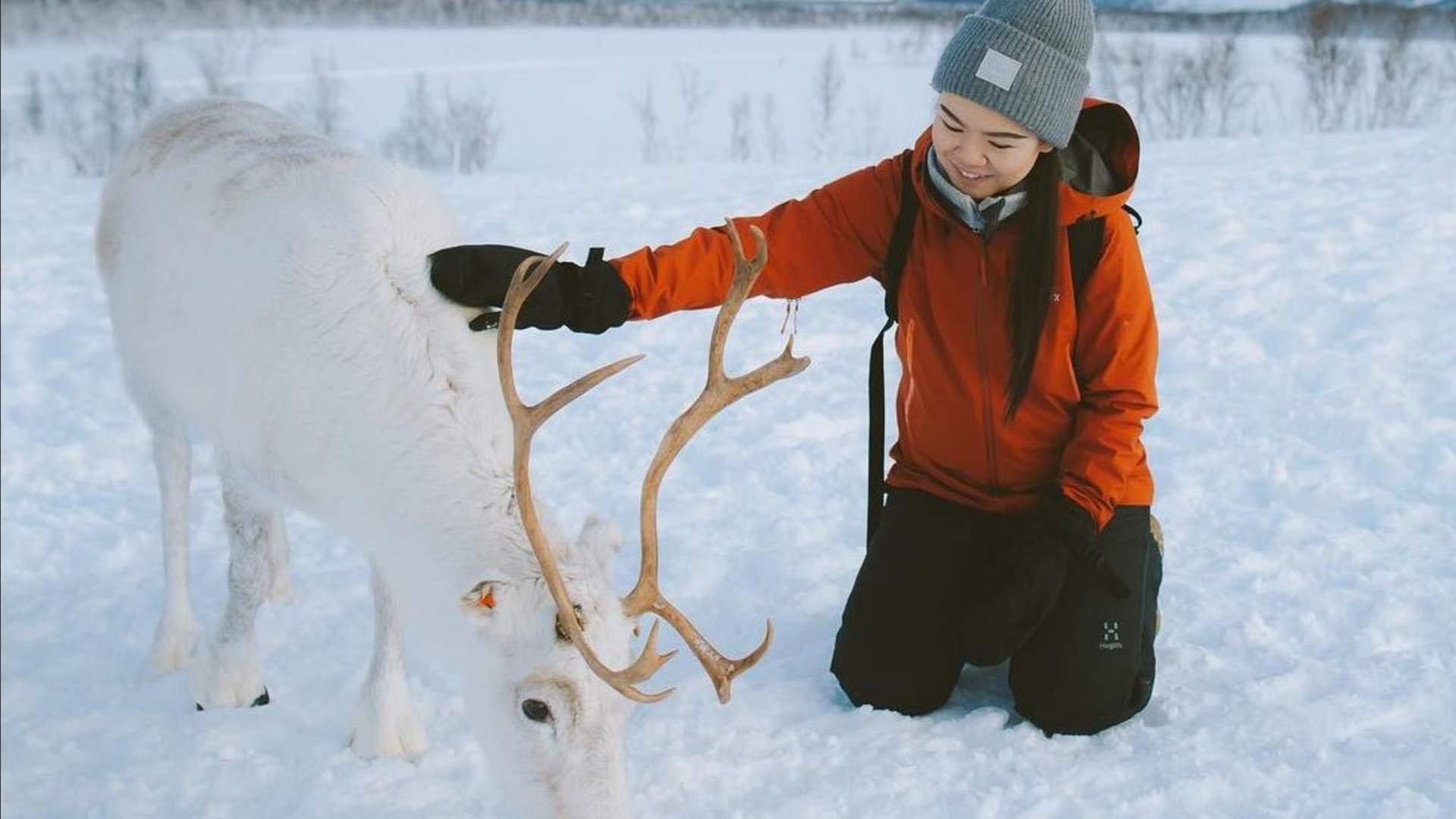 Samisk opplevelse med reinsdyrmating