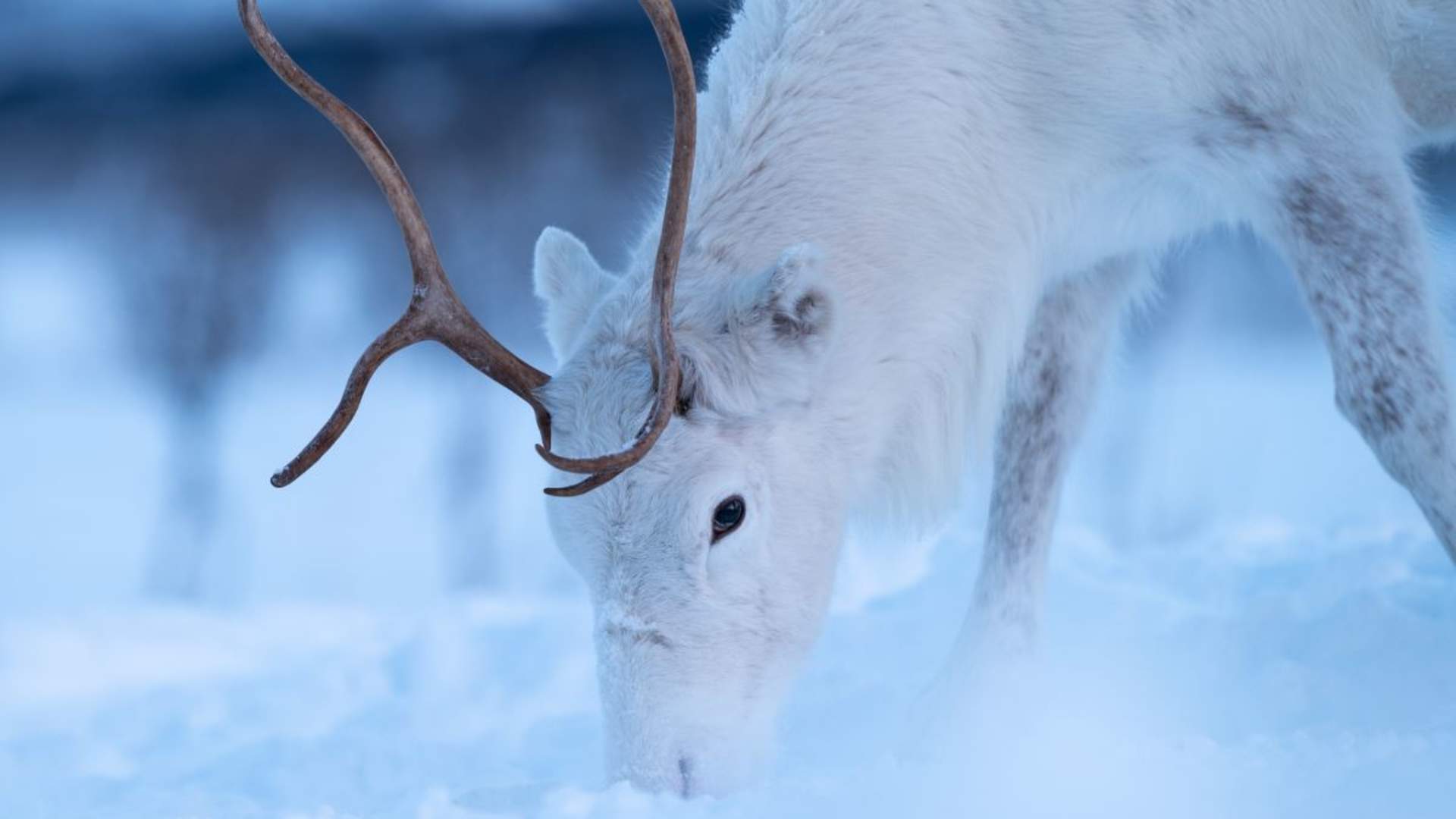 Samisk opplevelse med reinsdyrmating