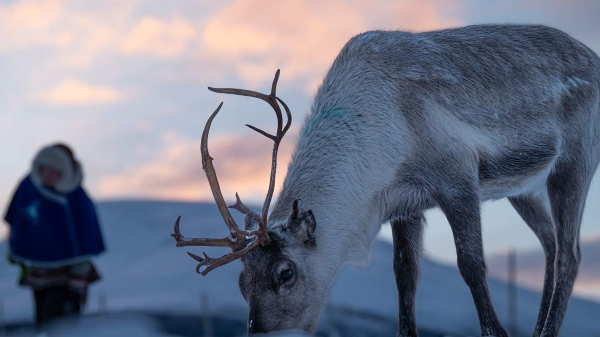 Samisk opplevelse med reinsdyrmating