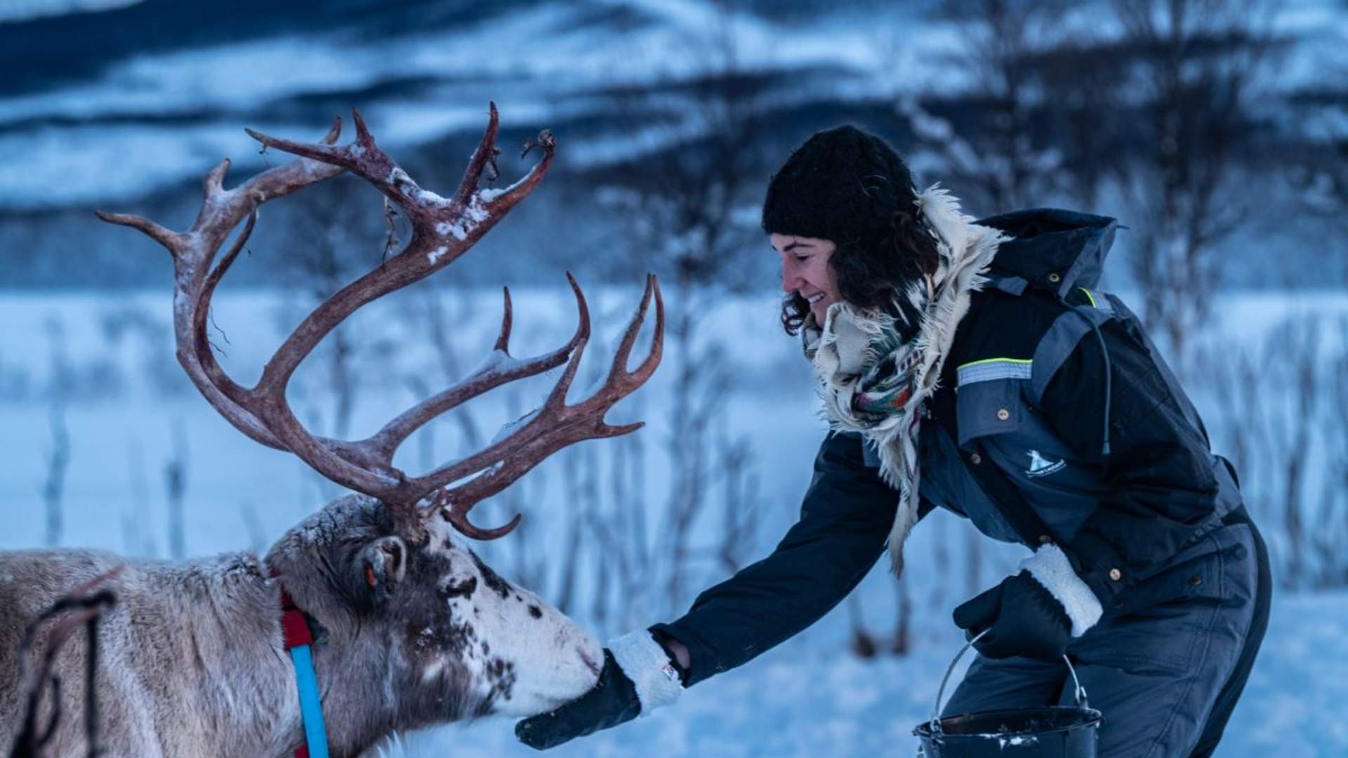 Samisk opplevelse med reinsdyrmating