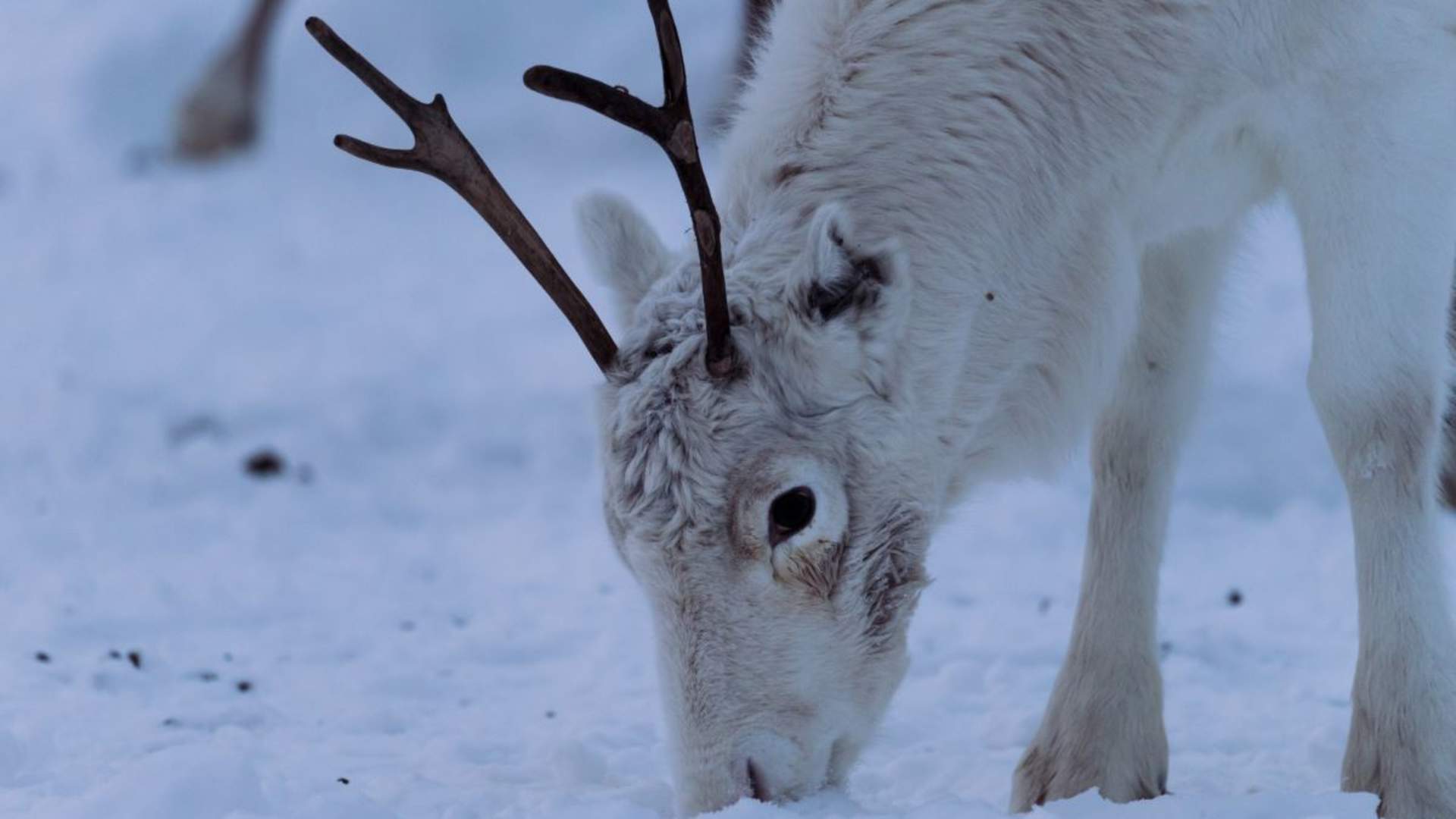 Reinsledekjøring med samisk kultur