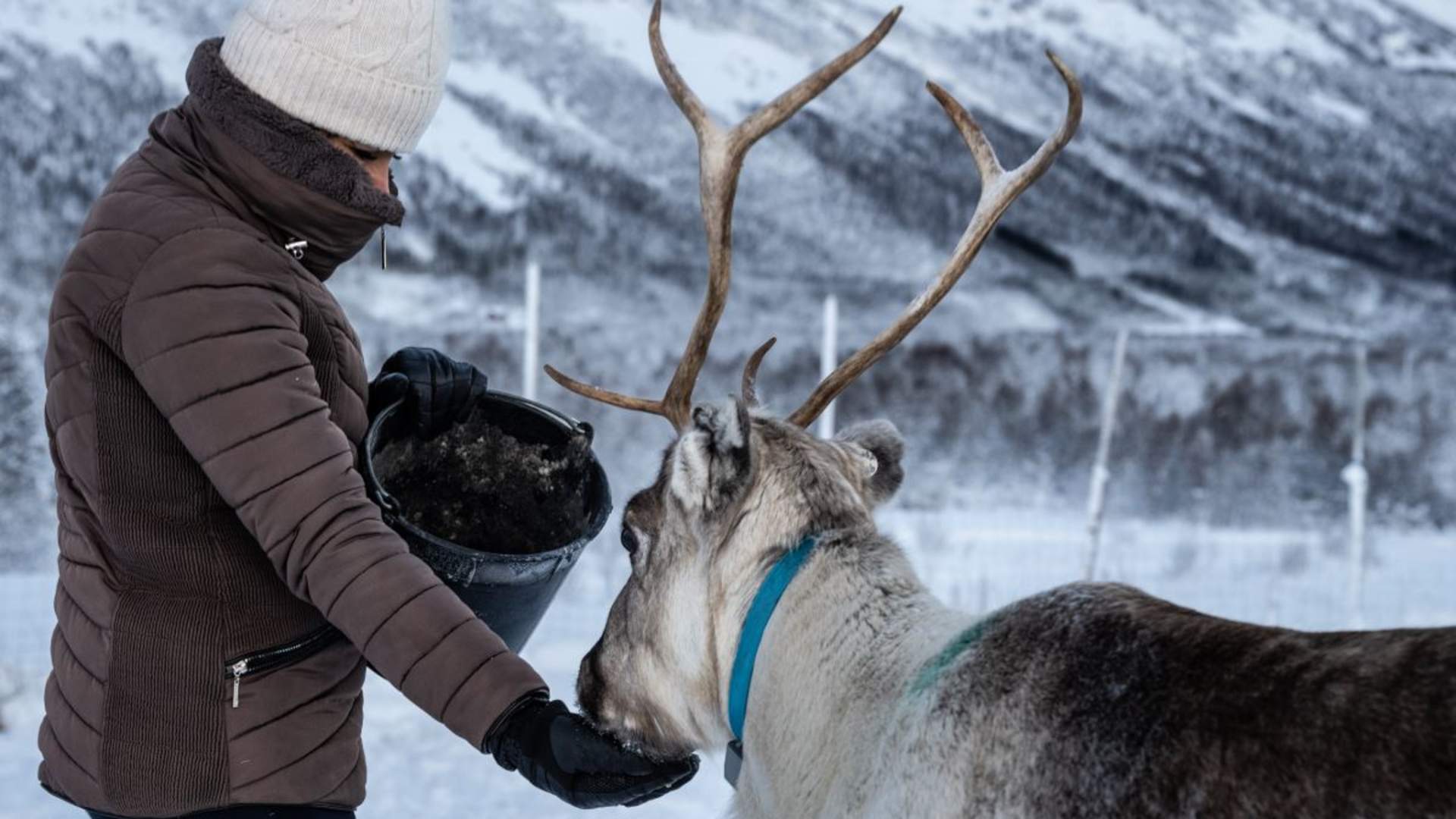 Samisk opplevelse med reinsdyrmating