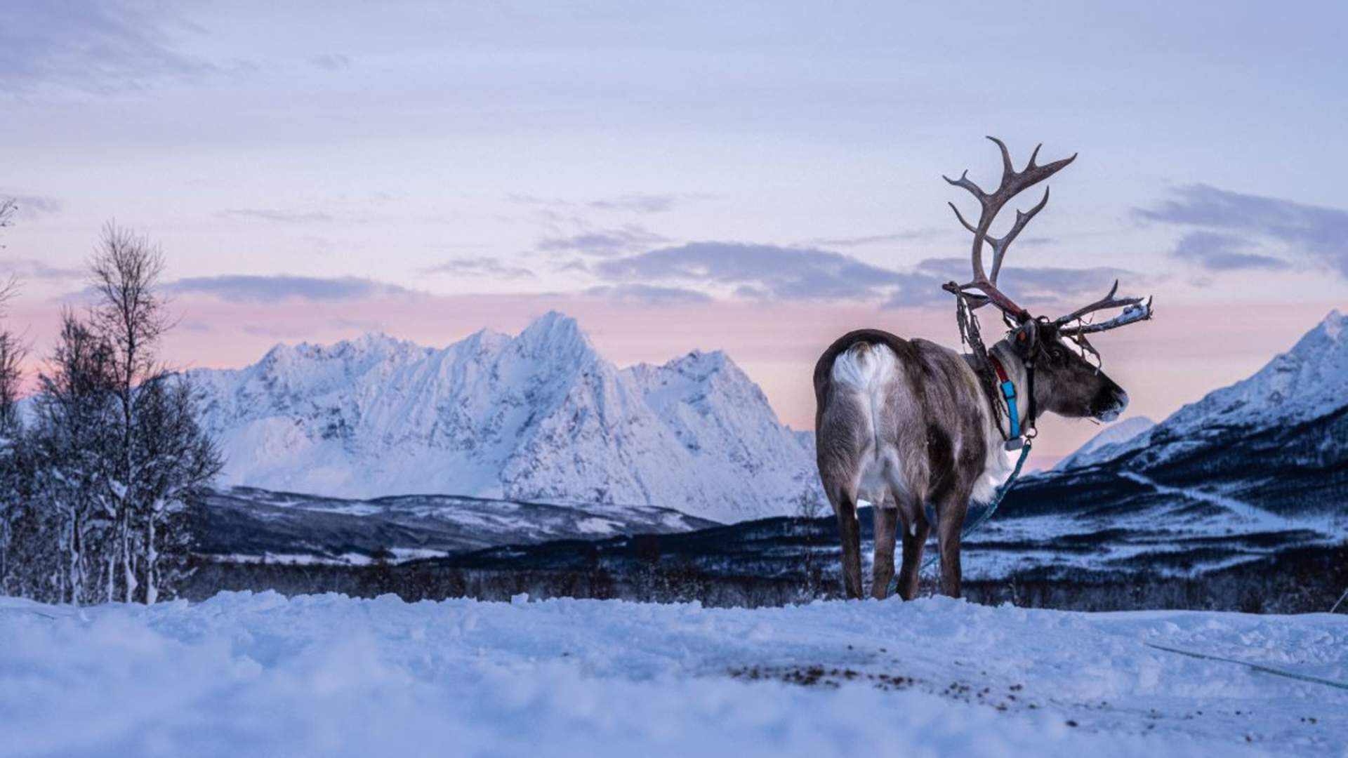 Samisk opplevelse med reinsdyrmating