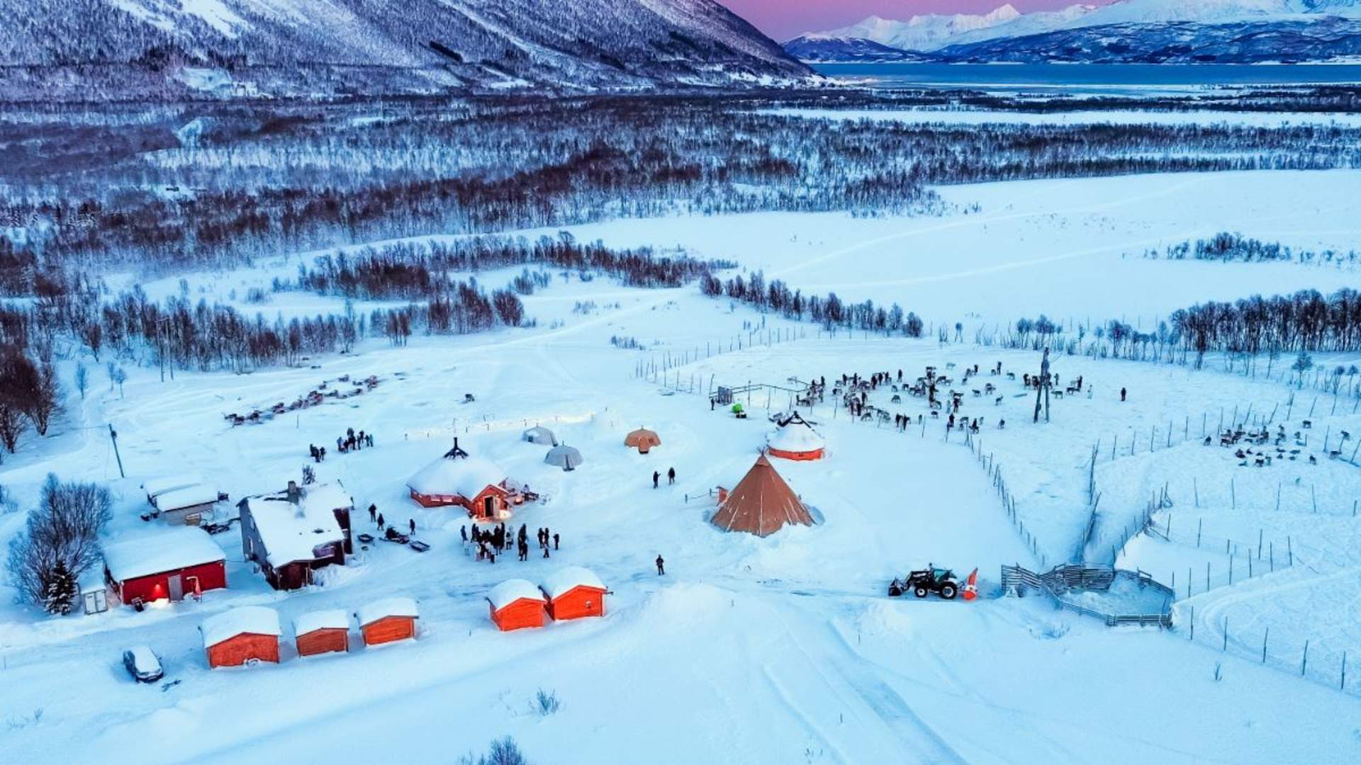 Samisk opplevelse med reinsdyrmating