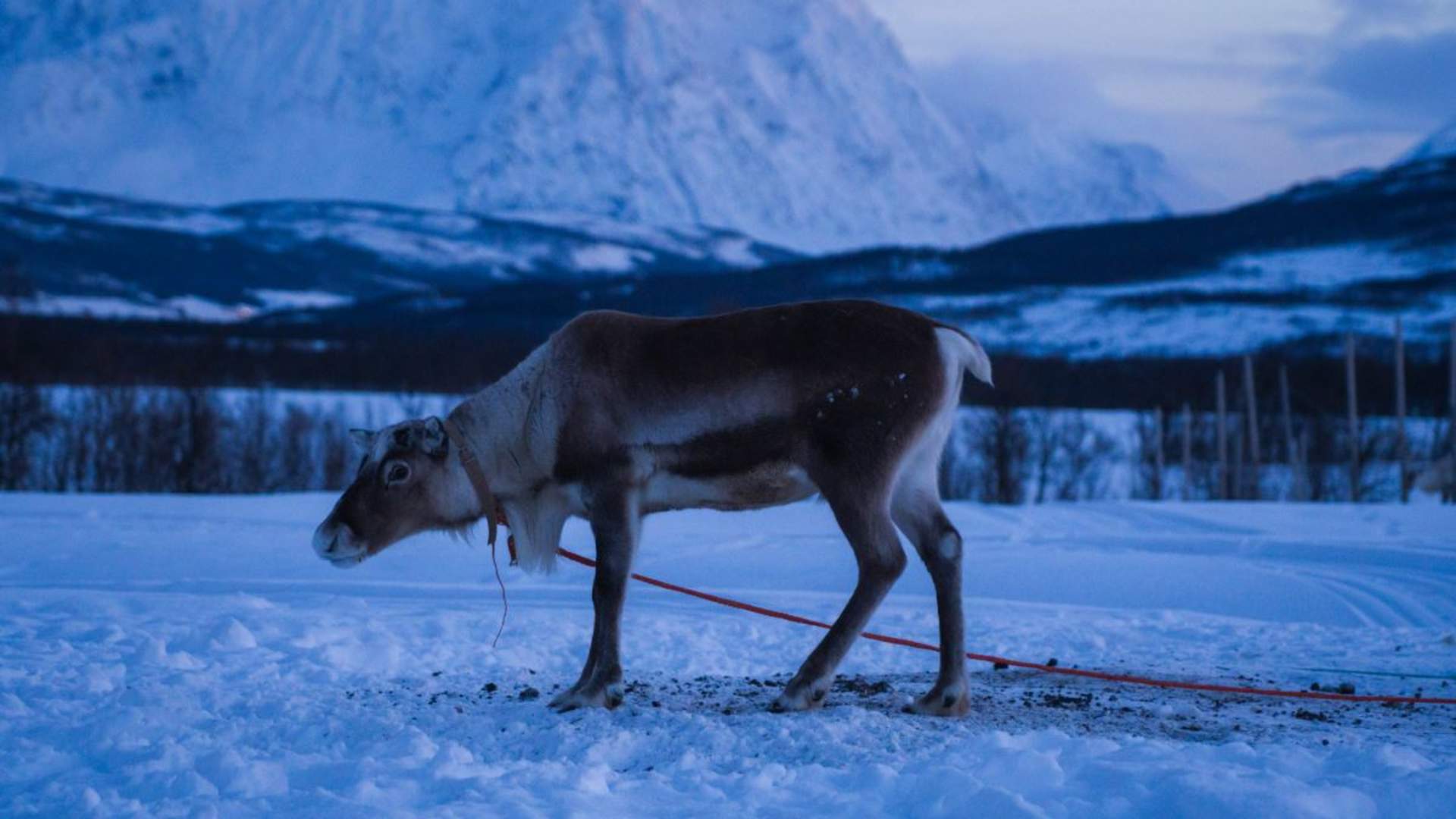 Reinsdyrmating og samisk opplevelse med nordlys