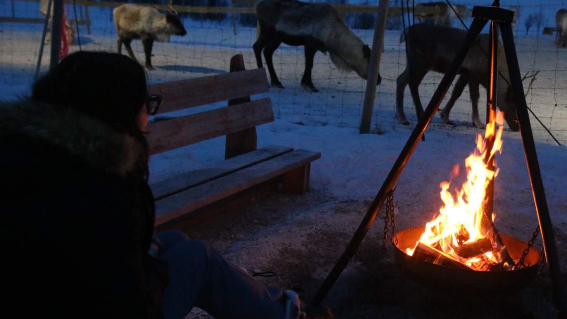Reindeer Sledding, Reindeer Feeding and Sami Culture with a Chance of Northern Lights