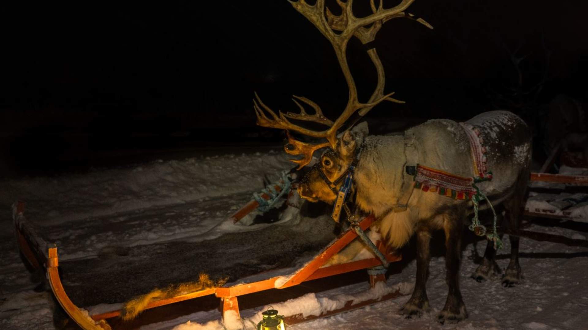 Overnight in Lavvo, Reindeer Feeding and Reindeer Sledding with Chance of Northern Lights