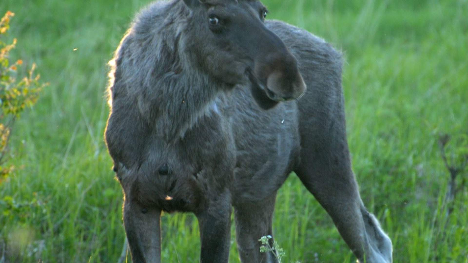 Moose Safari