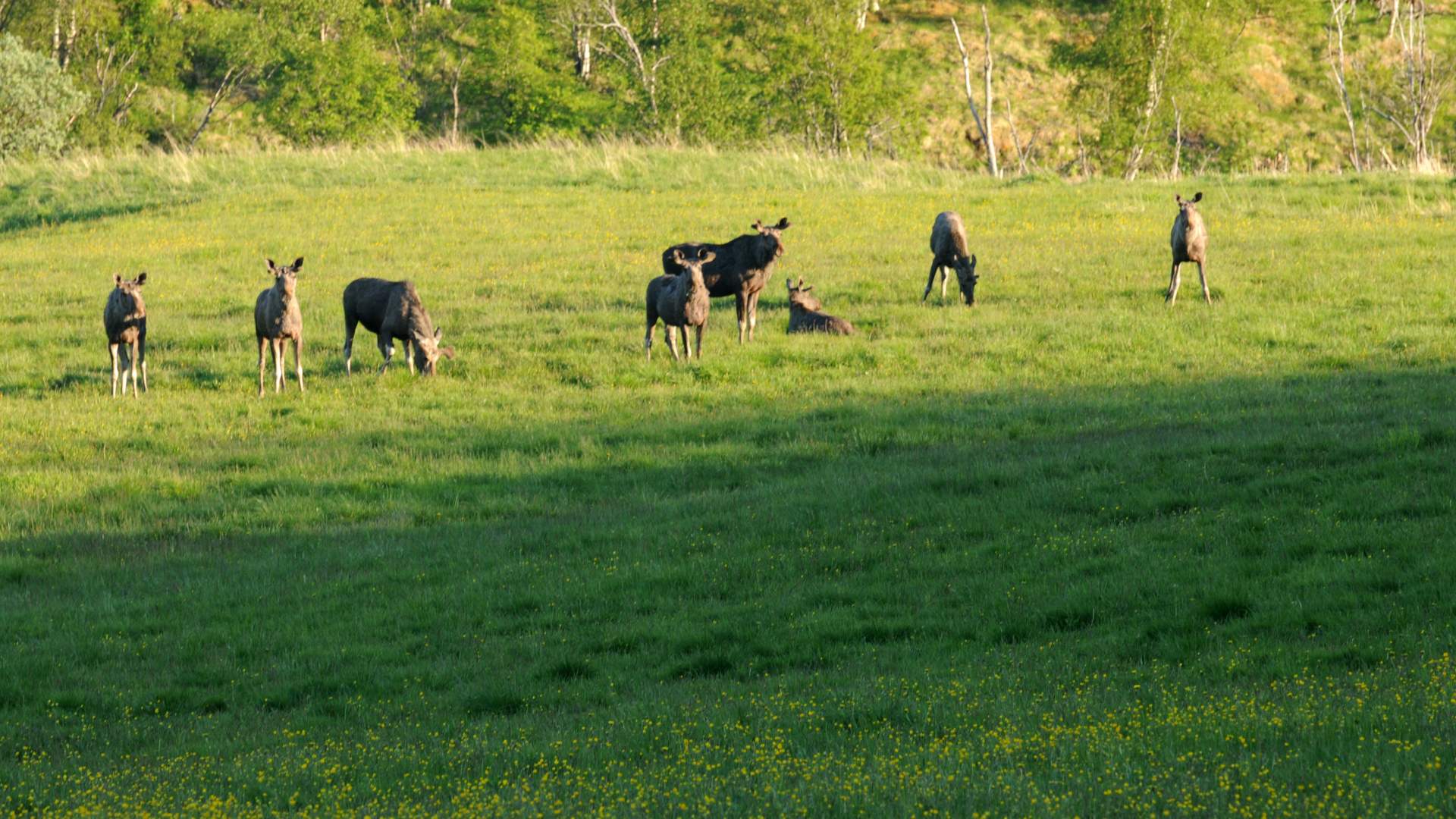 Moose Safari