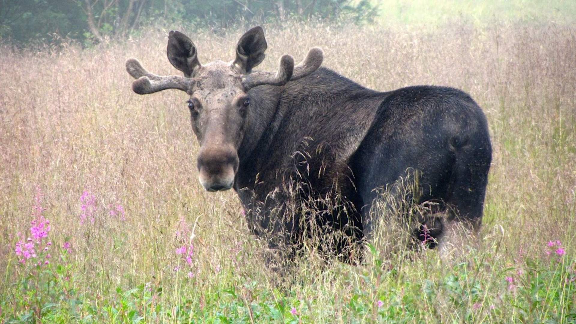 Moose Safari