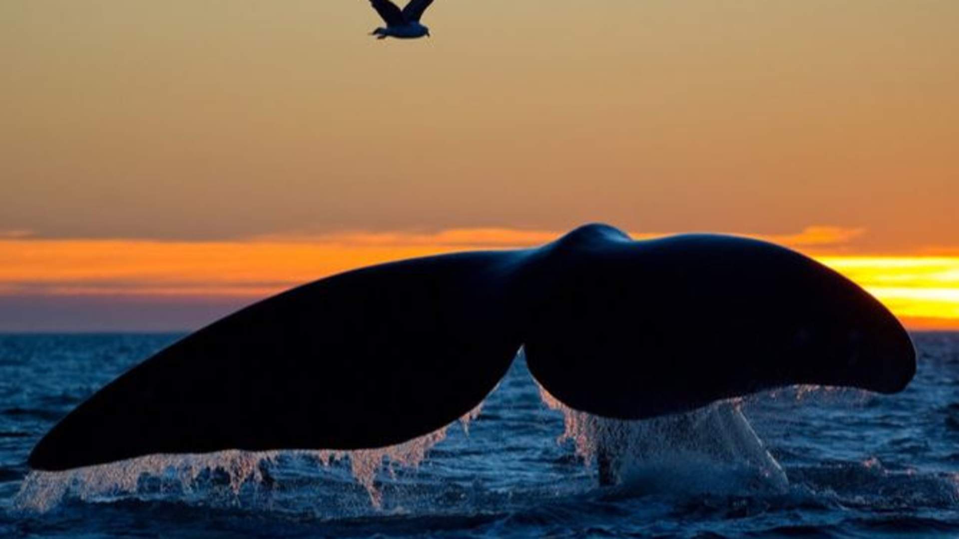 Hvalopplevelse - Med transport fra Tromsø