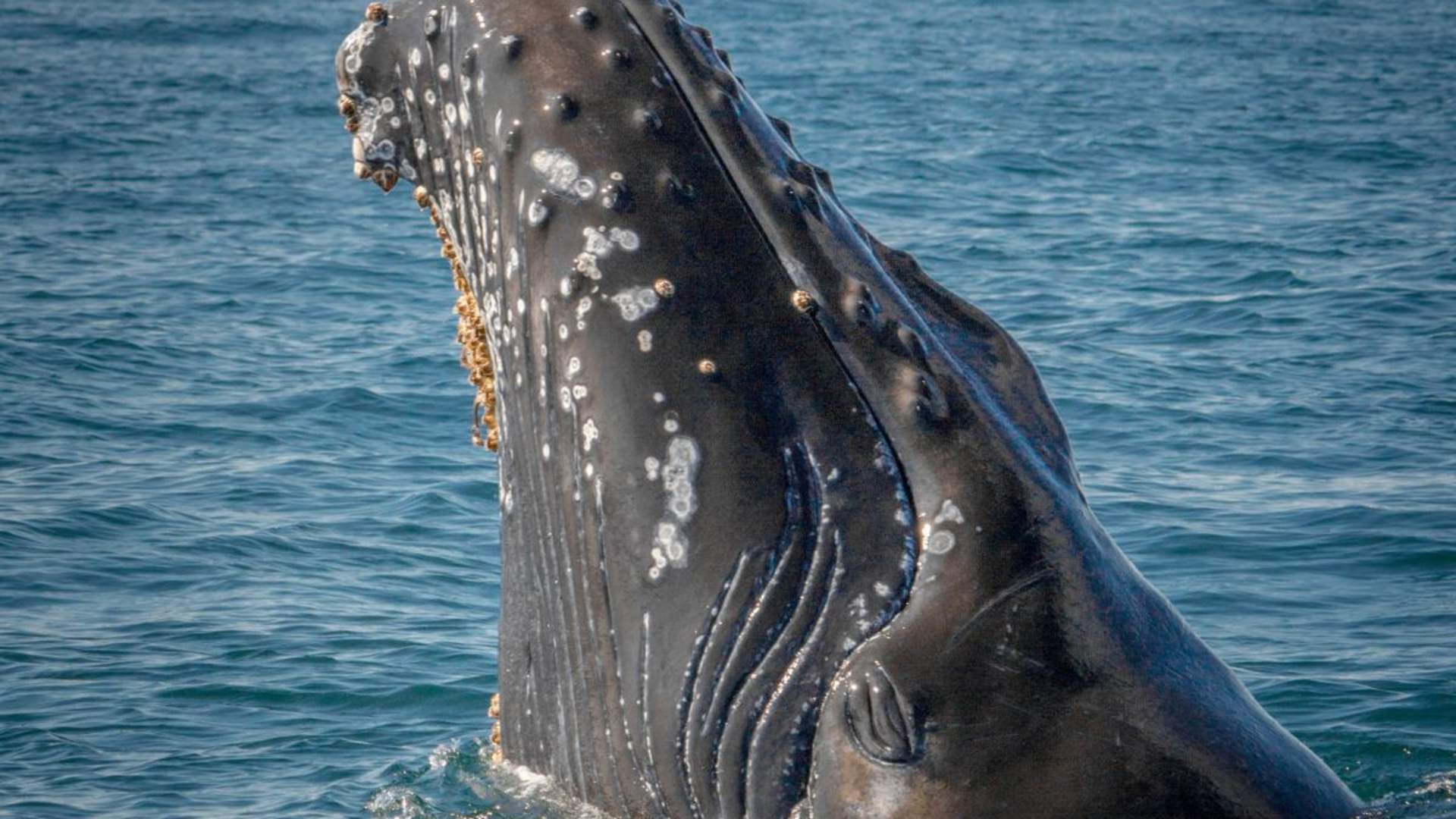 Hvalopplevelse - Med transport fra Tromsø