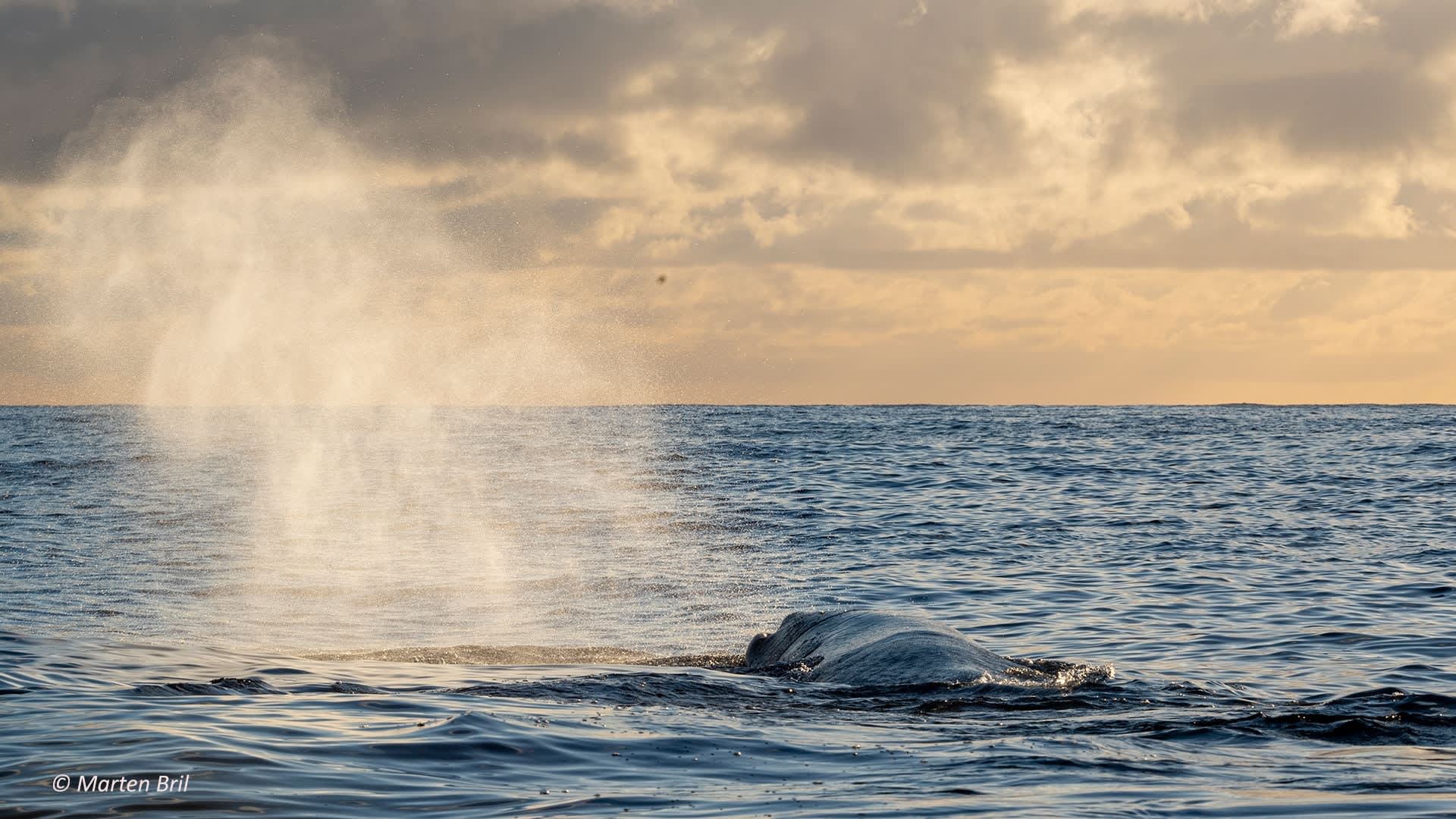 Whalesafari Andenes