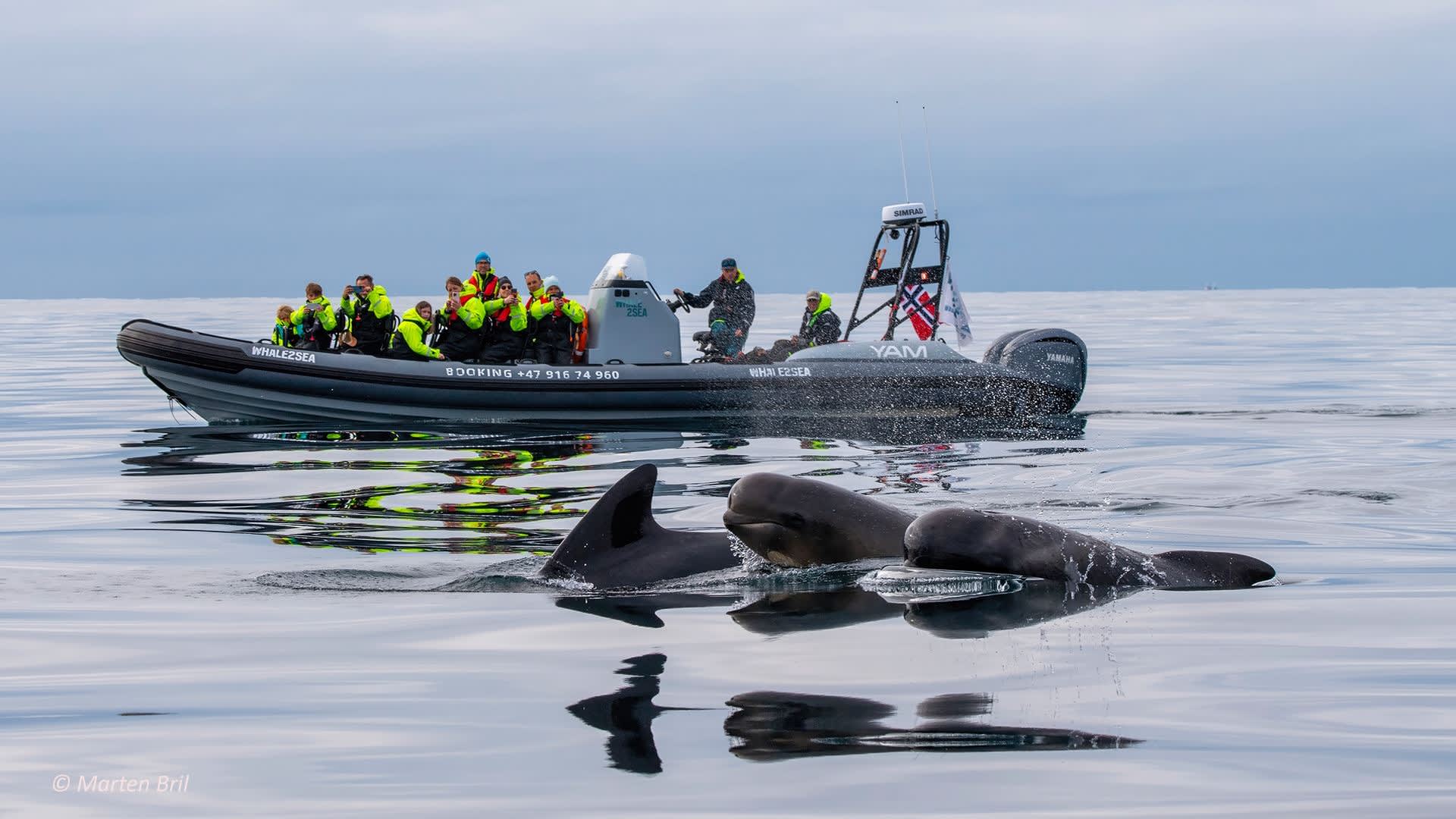 Whale2Sea