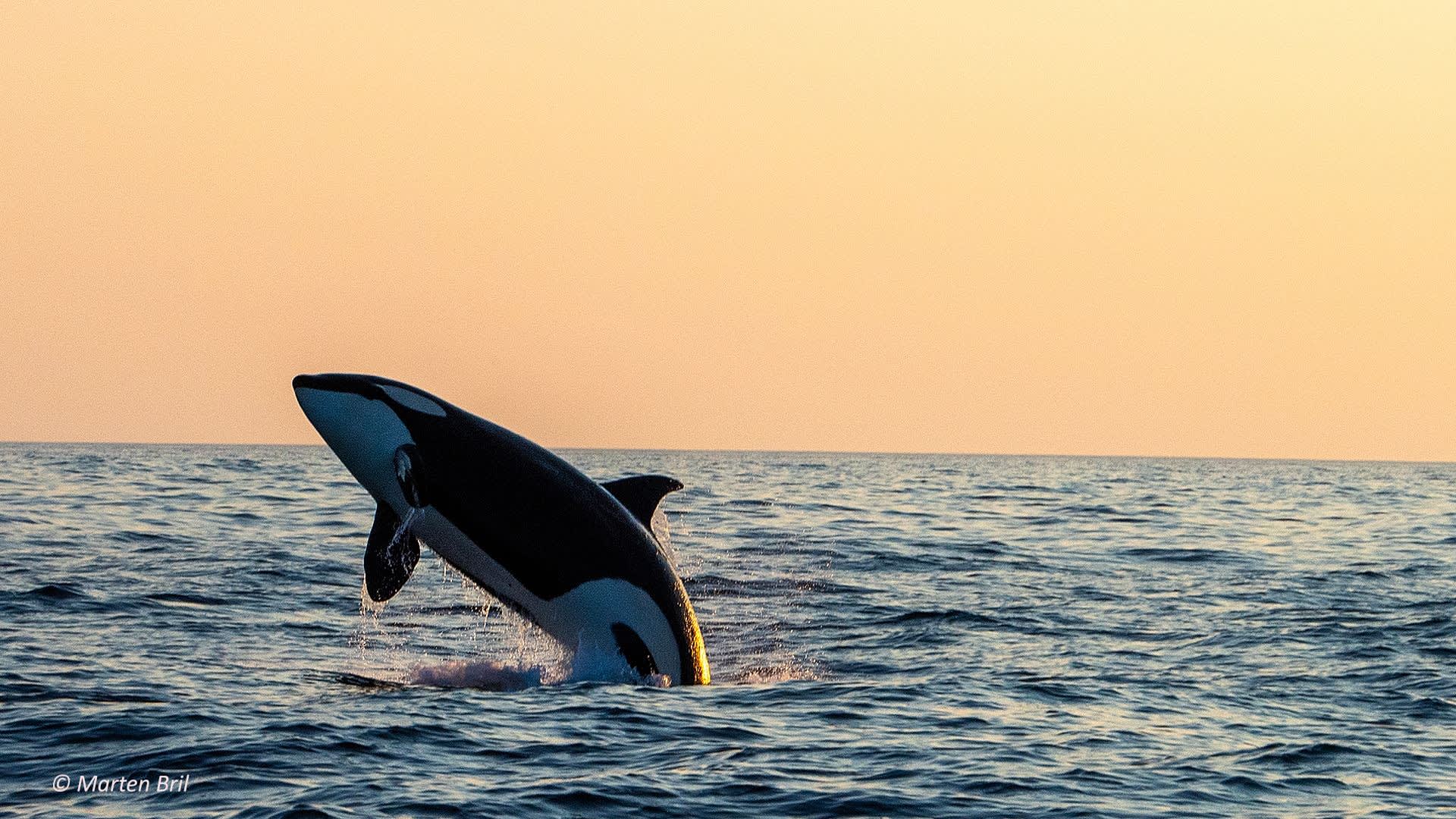 Whale2Sea