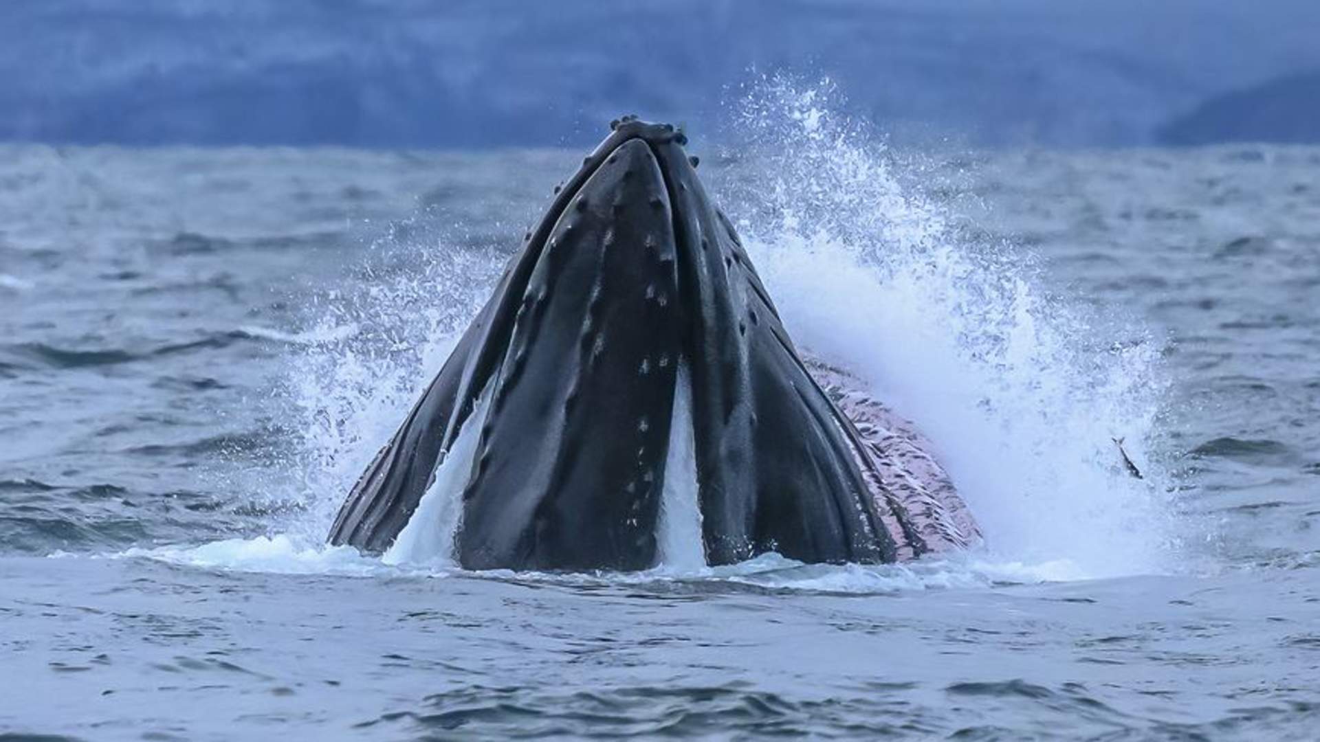 Personal Whale Safari from Tromsø