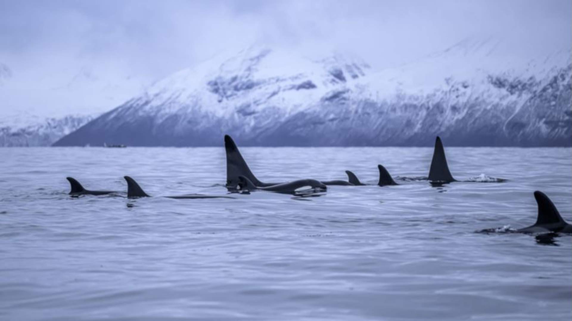 Personal Whale Safari from Tromsø