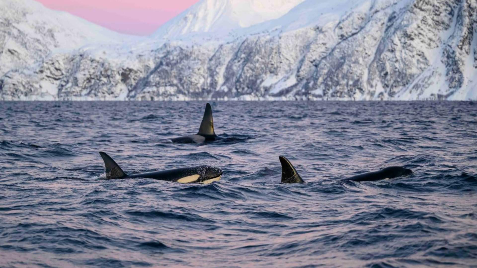Personal Whale Safari from Tromsø