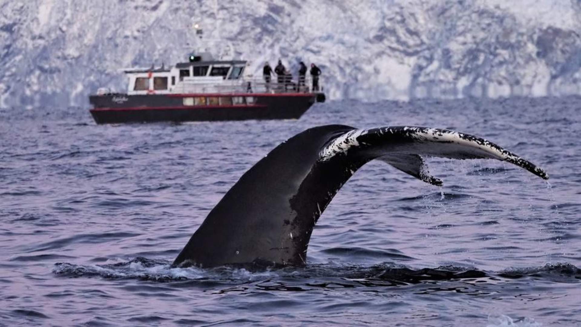 Personal Whale Safari from Tromsø